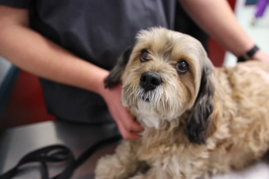 simple habits to boost your pets health