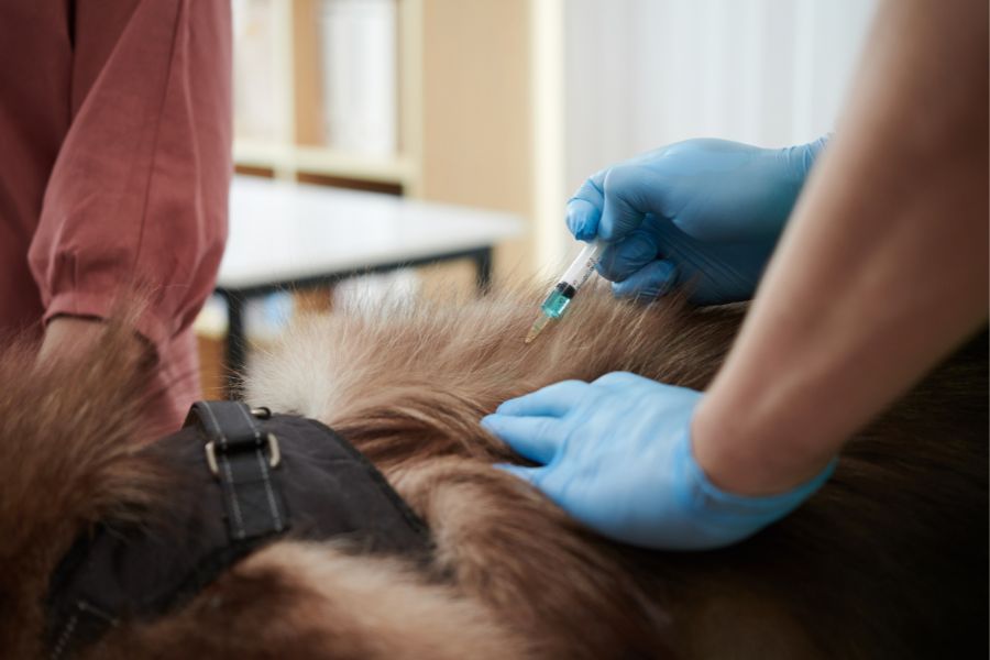 Vaccinations Are Essential For Your Pet’s Health