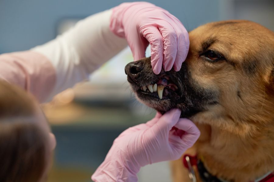 early-signs-of-dental-disease-in-pets