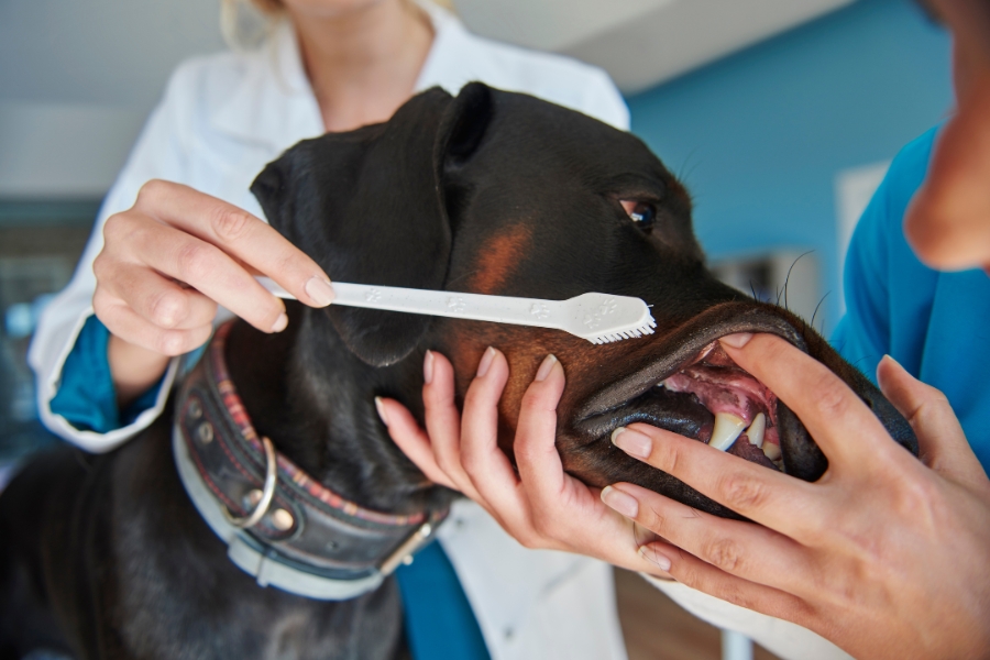 brush-your-dogs-teeth