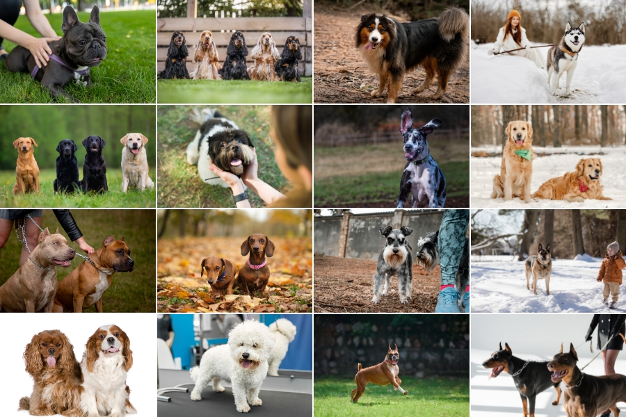 dog-breeds-common-medical-conditions