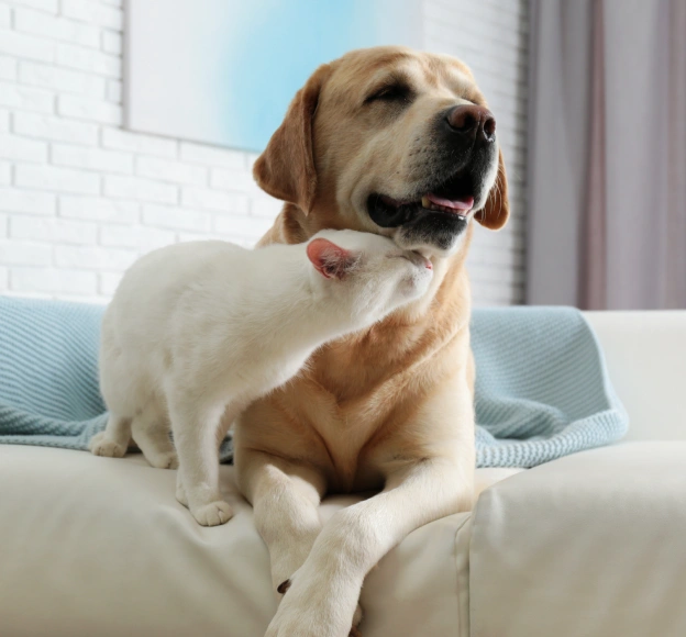 Caring for your pet just got easier